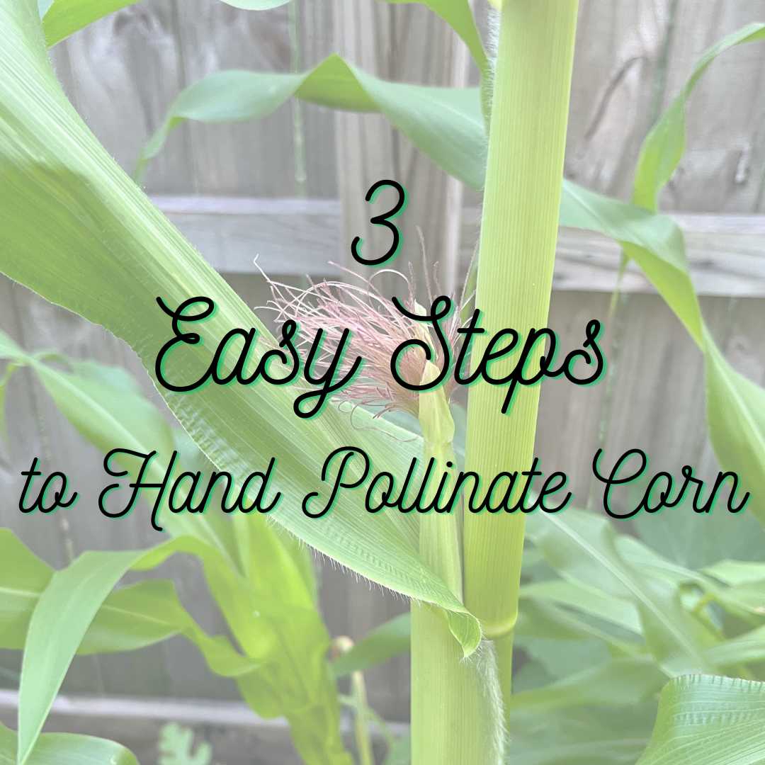 3 easy steps to hand pollinate corn