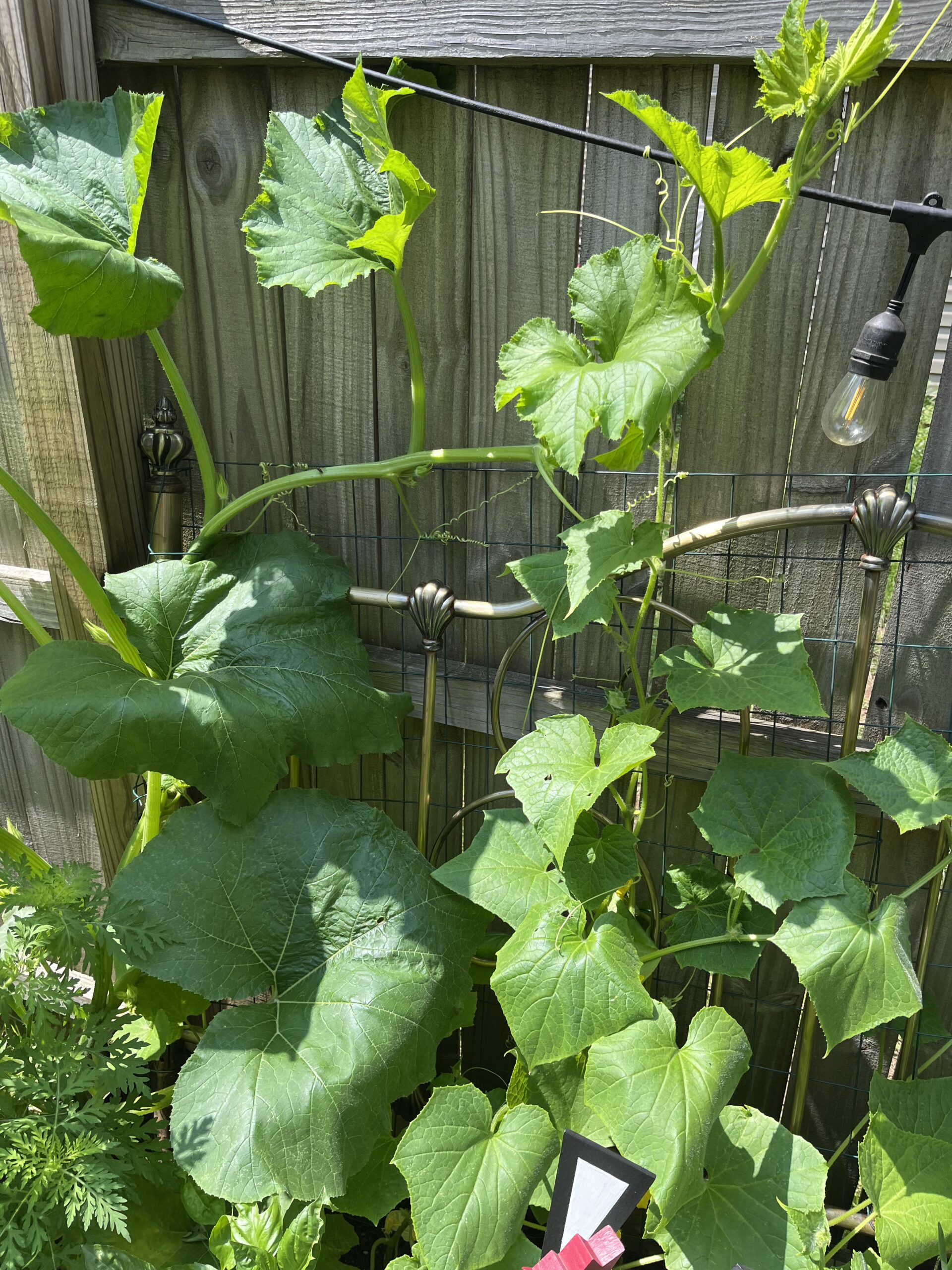 Green vine with large leaves climbing up a wooden fence.