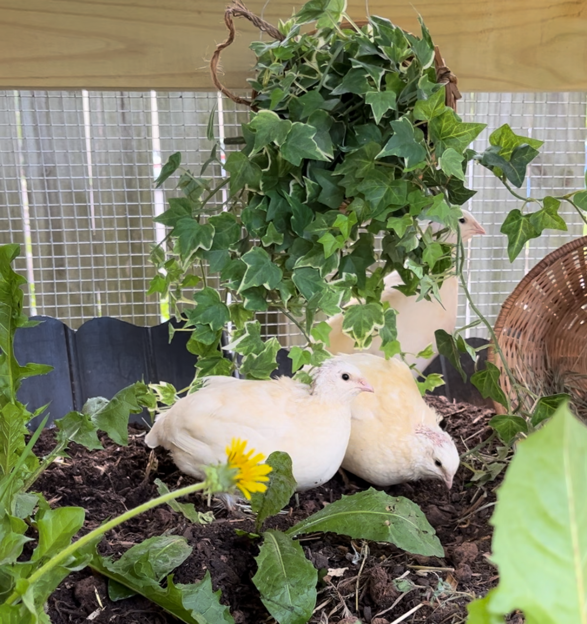 Three white jumbo coturnix quail surrounded by green plants.